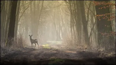 Aimes-tu aller chasser en forêt ?