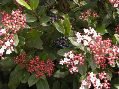 Quelle est l'orthographe du mot suivant ?