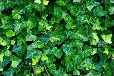 Complétez avec le bon attribut. "La question était si saugrenue, que tous restèrent ... .