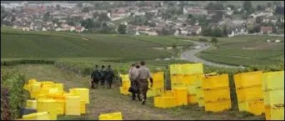 À quel moment de l'année, les vendanges ont-elles lieu dans les vignobles champenois ?