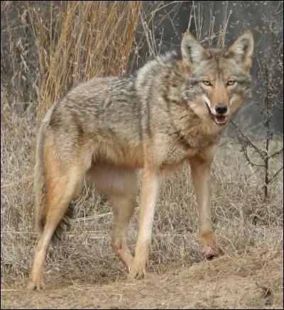 Tu vois un coyote, que fais-tu ?