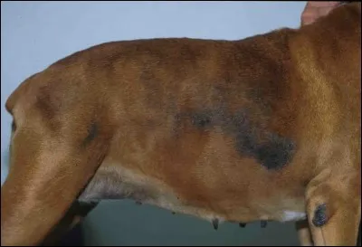 Quel est le symbole sur le flanc du chien ?