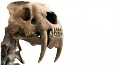 Trouvez le prénom grâce à la photo !