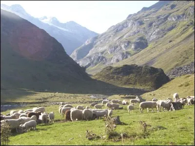 Dans quelle mythologie Faunus est-il le protecteur des troupeaux ?