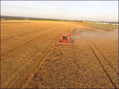 Dans quelle mythologie Chrysothémis est-elle la déesse de la "coutume dorée" (moissons) ?