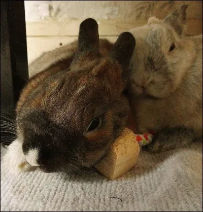 Le lapin est très sensible...