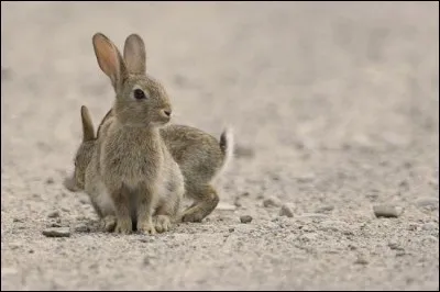 Qu'est-ce qui est bien vascularisé et qui joue un rôle important dans la thermorégulation ?