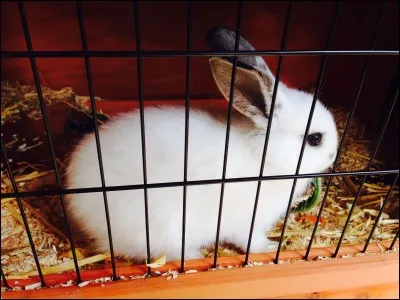 Un lapin en cage a besoin de sortir, au minimum,...