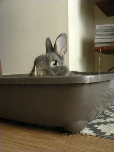 Quelle est pour vous, la plus mauvaise litière ?