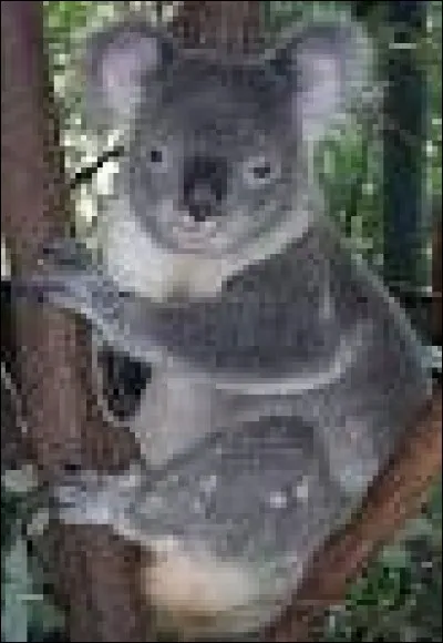 Pendant six mois, la maman koala garde son petit :
