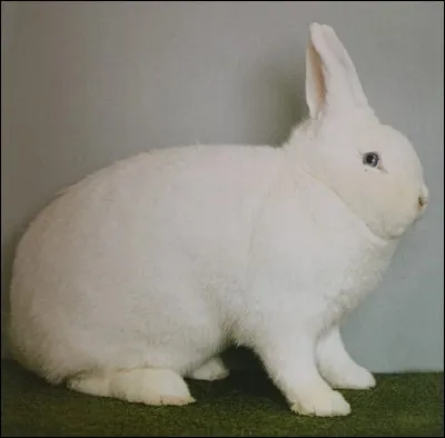 Quelle est la race de ce lapin ?