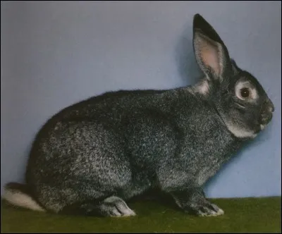 Quelle est cette race de lapin ?