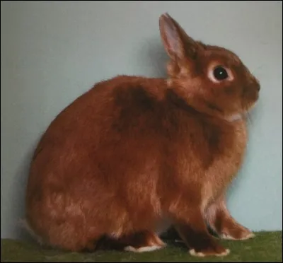 Quelle est cette race de lapins ?