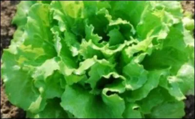 Si je te dis "légume", à quoi penses-tu ?