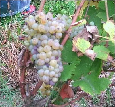 Dans les deux vignobles accolés à la ville de Tours, Montlouis et Vouvray, quel est le seul cépage utilisé pour leur AOP ?