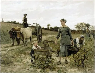 Pratique-t-on l'effeuille ou effeuillage dans les vignes ?