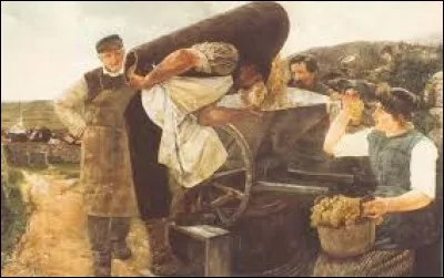 Quelle maladie peut atteindre la vigne faute de traitement ?