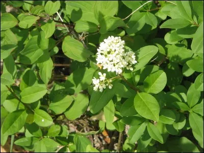 Le troène est comestible