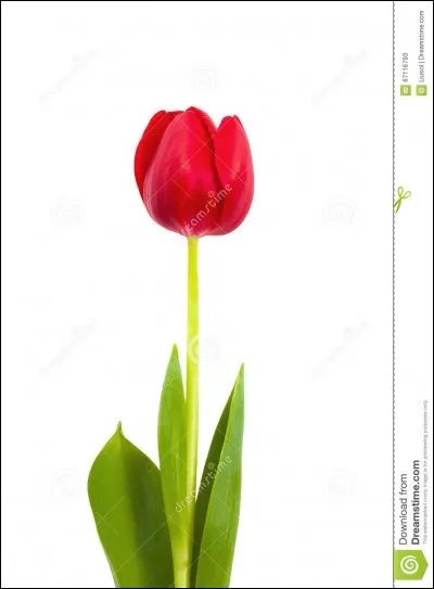 La tige de la tulipe est comestible