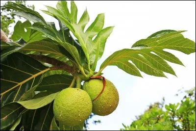 Le fruit de l'arbre à pain est comestible