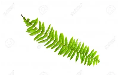 La fougère est comestible