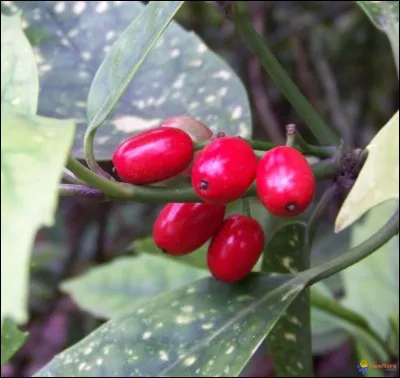 L'aucuba est comestible