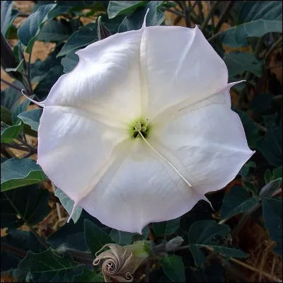 Le datura est comestible