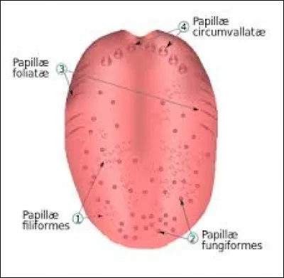 Quels organes du corps captent les saveurs ?
