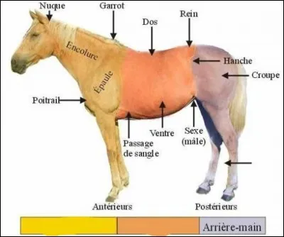 Complète la suite : .../.../ arrière-main