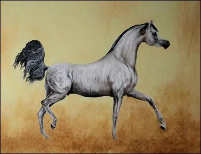 De quelle race est le cheval de la photographie ?