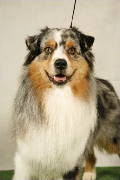 Animaux - Quelle est la race de ce chien ?