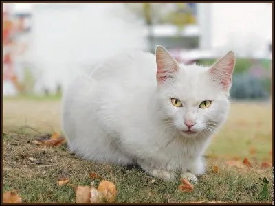 Que représente cette image pour toi ?