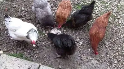 Préfères-tu le poulet ou le poisson ?