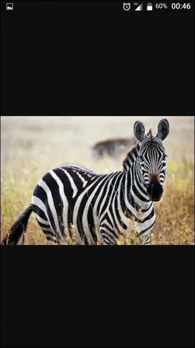 Quel animal t'inspire le plus ?