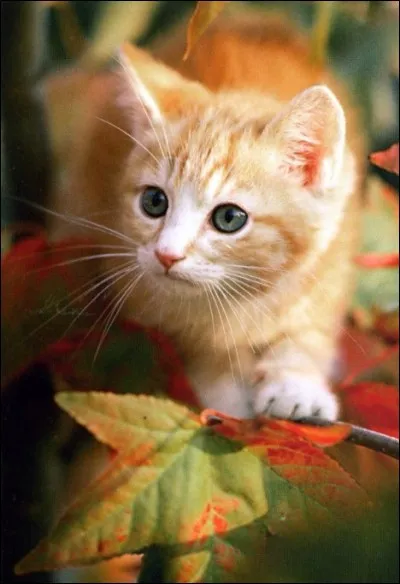 Quel était son premier nom d'apprentie ?