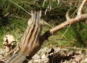 Quiz Avez-vous un oeil de lynx 20