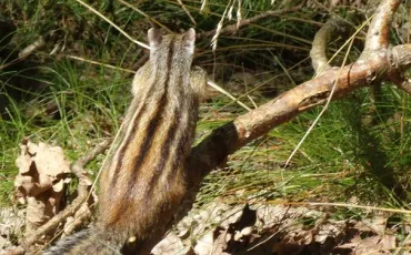 Quiz Animaux