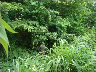 Quel primate voyez-vous sur la photo ?