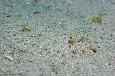 Ayez l'oeil et le bon !