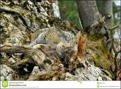 Si vous ne trouvez pas, vous allez hurler !