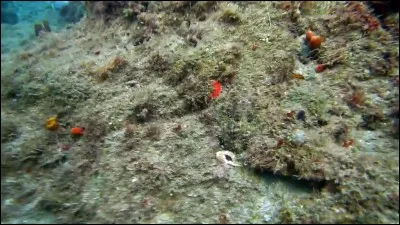 Un indice : cet animal ne vit que deux ou trois ans, mais son intelligence est remarquable !