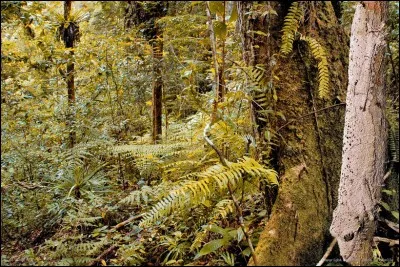 Je ne saurais trop vous conseiller de cliquer sur la photo pour l'agrandir, et peut-être verrez-vous l'animal !