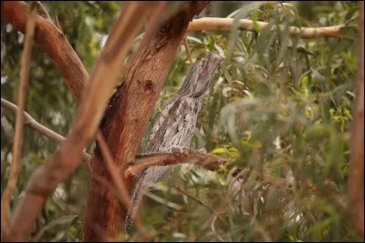 Repérez l'animal caché dans la photo !