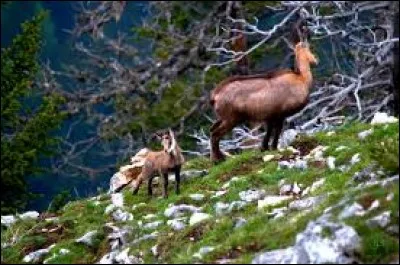 L'année prochaine, [...] ira tous en vacances [...] la montagne.
