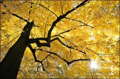 Comment s'appelle le photographe qui a prise la photo ?