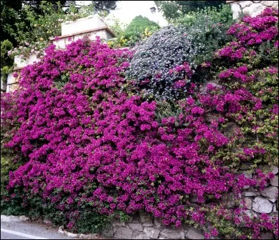 À quel navigateur cette fleur doit-elle son nom ?