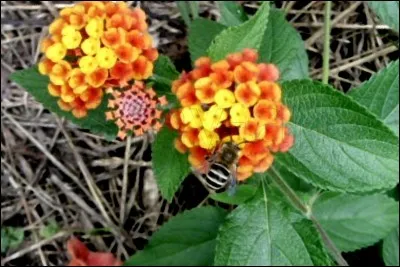 Quel n'est pas le synonyme de butiner ?