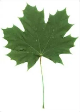 À quel arbre ces feuilles appartiennent-elles ?