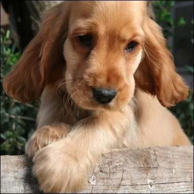 Qui est le deuxième "Top défieur" de Quizz.biz ?