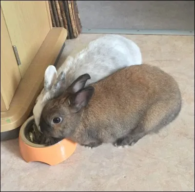 Quelle est la quantité journalière de granulés pour un lapin adulte ?